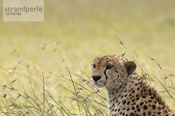 Gepard (Acynonix jubatus)  Masai Mara-Nationalreservat  Kenia