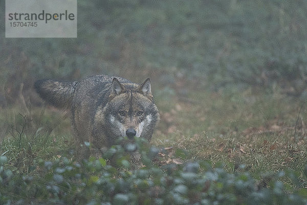 Grauer Wolf (Canis lupus)  Gefangener  Nationalpark Bayerischer Wald  Bayern  Deutschland