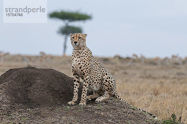 Gepard (Acinonyx jubatus)  Masai Mara National Reserve  Kenia