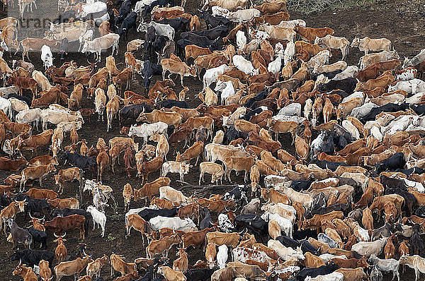 Herde von Massai-Rindern  Masai Mara National Reserve  Kenia