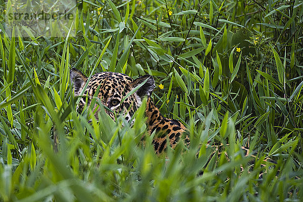 Jaguar (Panthera onca)  der sich hinter hohem Gras versteckt  Fluss Cuiaba  Pantanal  Mato Grosso  Brasilien