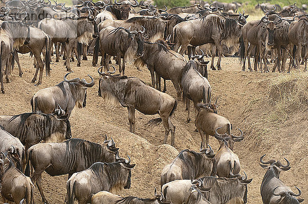 Gnu-Herde (Connochaetes taurinus)  Masai Mara National Reserve  Kenia