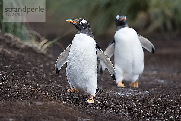 Eselspinguine (Pygoscelis papua) zu Fuß zum Strand  Falkland-Inseln