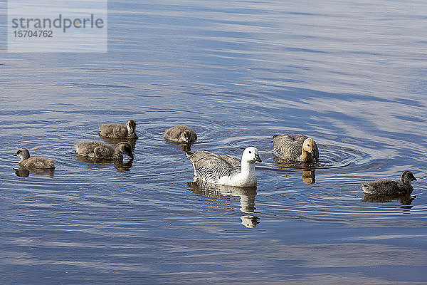 Familie der Hochlandgänse (Chloephaga picta) schwimmend im See  Falkland-Inseln