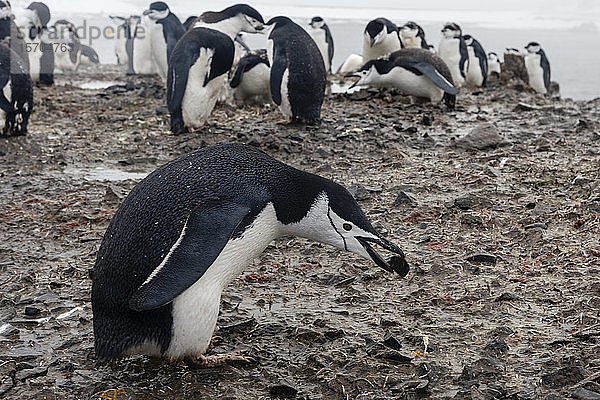 Eselspinguin (Pygoscelis papua) mit Niststein im Schnabel  Halbmondinsel  Antarktis