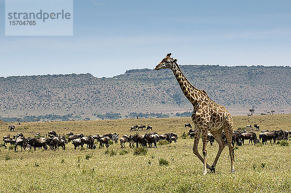 Masai Giraffe (Giraffa camelopardalis)  Masai Mara National Reserve  Kenia