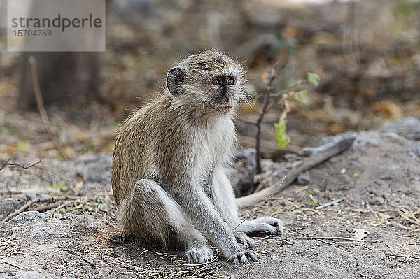 Grüne Meerkatze (Cercopithecus aethiops)  Chobe-Nationalpark  Botswana