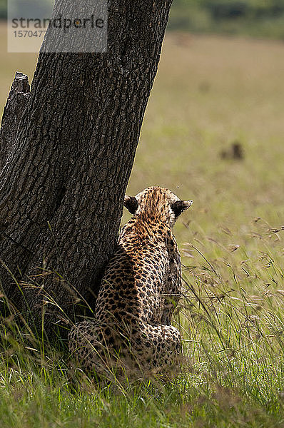 Gepard (Acynonix jubatus) wartet auf Beute  Masai Mara National Reserve  Kenia