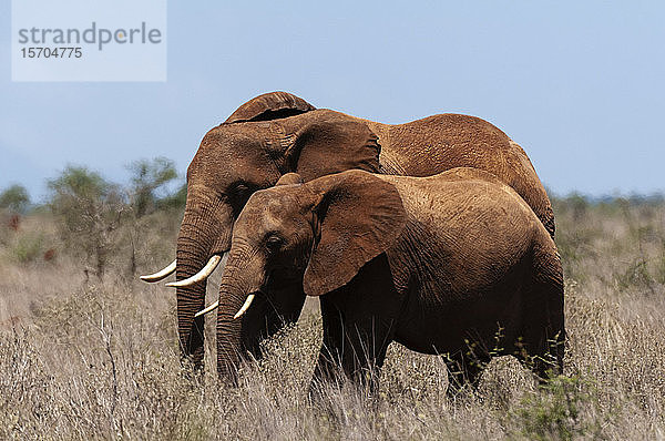 Afrikanischer Elefant (Loxodonta africana) und Kalb  Lualenyi-Wildreservat  Kenia