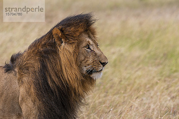 Bildnis eines männlichen Löwen (Panthera Leo)  Masai Mara National Reserve  Kenia