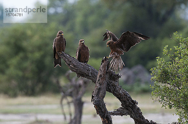 Gelbschnabelmilan (Milvus parasitus) und Schwarzmilan (Milvus migrans)  auf Baum sitzend  Khwai-Konzessionsgebiet  Okavango-Delta  Botswana