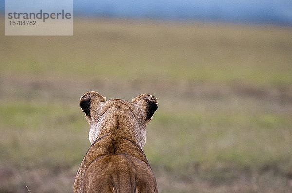 Löwin (Panthera leo)  Masai Mara National Reserve  Kenia