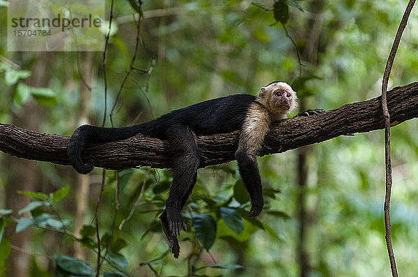 Weißgesichtiger Kapuzineraffe (Cebus capucinus)  Curu-Wildreservat  Costa Rica