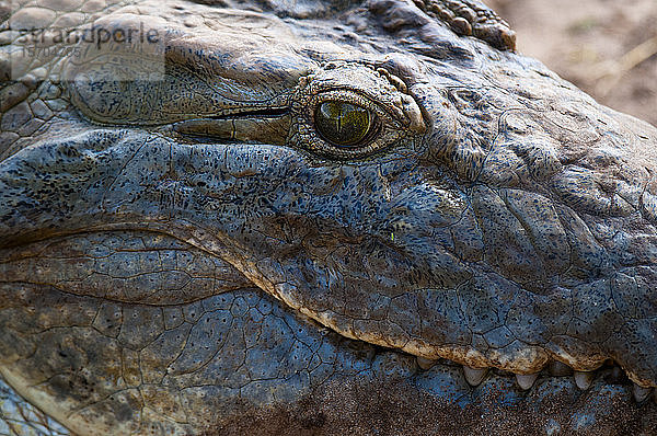 Nilkrokodil (Crocodylus niloticus)  Tsavo-Ost-Nationalpark  Kenia