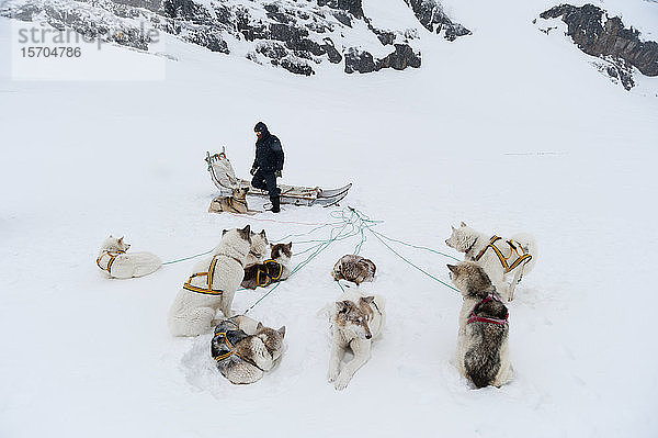 Schlittenhunde rastend  Ilulissat  Grönland