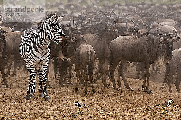 Zebra (Equus quagga) inmitten einer Gnu-Herde (Connochaetes taurinus) wartet auf die Überquerung des Mara-Flusses  Masai Mara National Reserve  Kenia