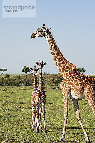 Giraffe (Giraffa camelopardalis) und Kälber  Masai Mara National Reserve  Kenia