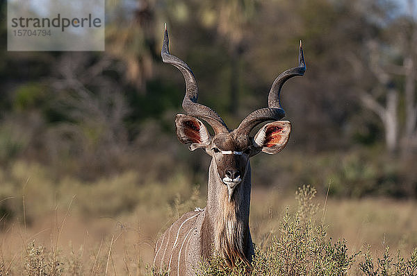 Großer Kudu (Tragelaphus strepsinceros)  Okavango-Delta  Botswana