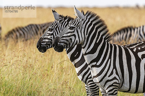 Steppenzebras (Equus quagga)  Masai Mara-Nationalreservat  Kenia