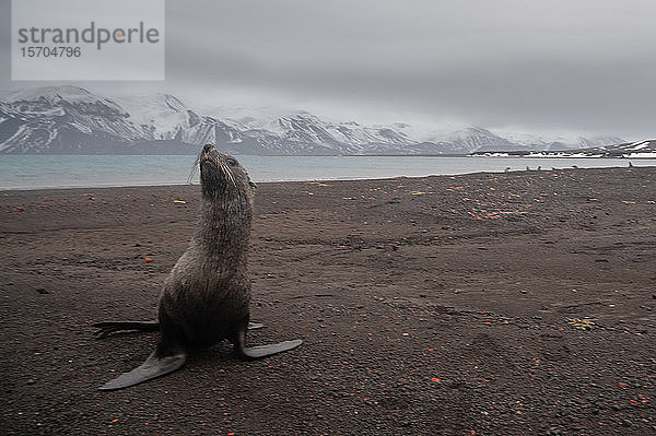 Antarktische Pelzrobbe (Arctocephalus gazella) am schwarzen Vulkanstrand  Deception Island  Antarktis