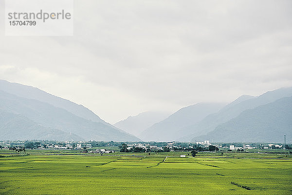 Paddy-Feld  Chi Shang  Taiwan