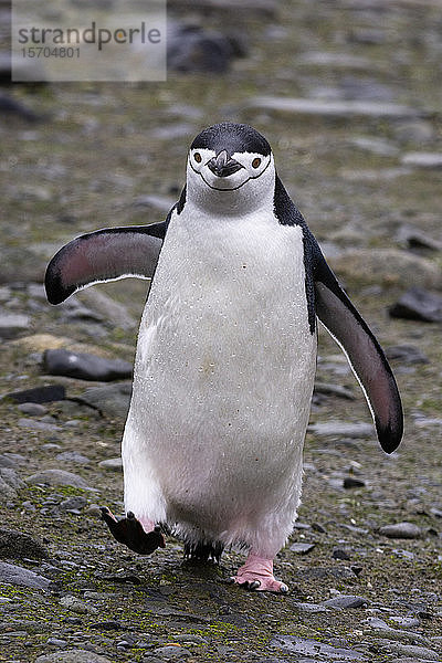 Kinnriemenpinguin (Pygoscelis antarcticus)  Halbmondinsel  Antarktis