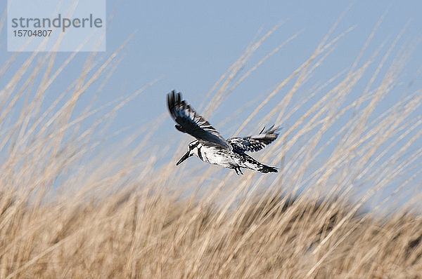 Elsterfischer (Ceryle rudis)  Chobe-Nationalpark  Botswana