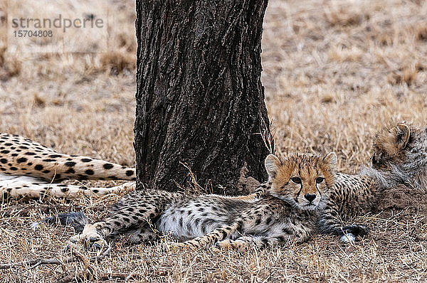 Gepardenjunge (Acinonyx jubatus)  Masai Mara-Nationalpark  Kenia