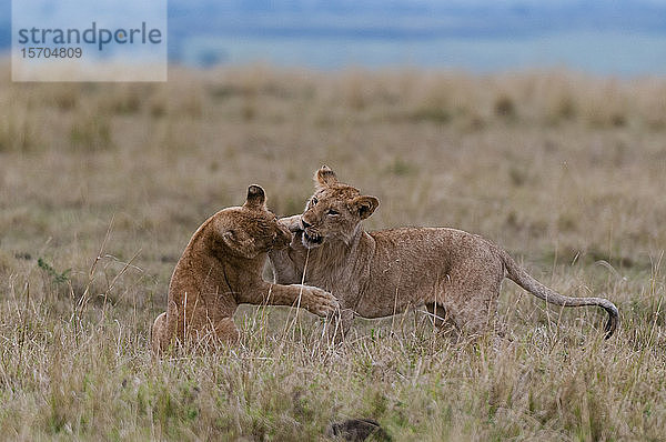Löwin (Panthera leo) spielt mit Jungtier  Masai Mara National Reserve  Kenia