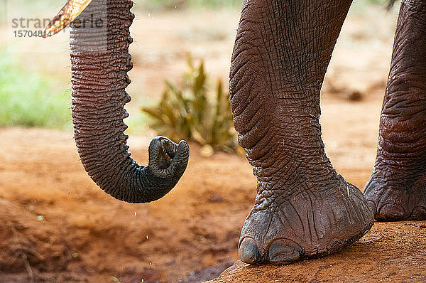 Schnappschuss von afrikanischen Elefantenfüssen (Loxodonta africana)  Tsavo-Ost-Nationalpark  Kenia