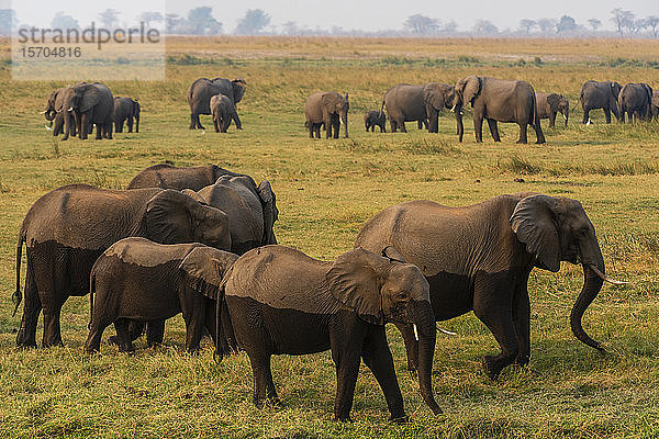 Weidende Herde afrikanischer Elefanten (Loxodonta africana)  Chobe-Nationalpark  Botswana