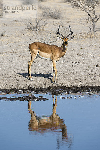 Impala (Aepyceros melampus)  Kalahari  Botswana