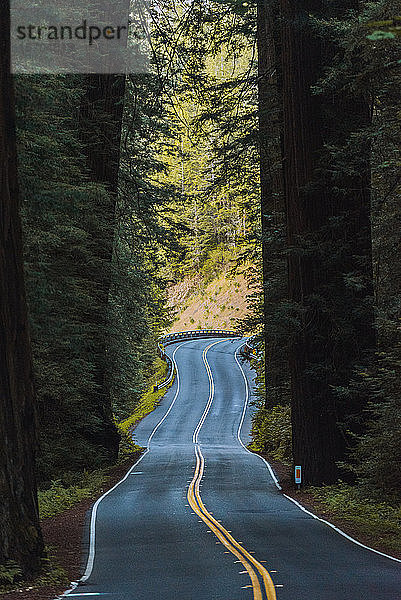 Windige Straße durch den Redwood Forest  Kalifornien  USA