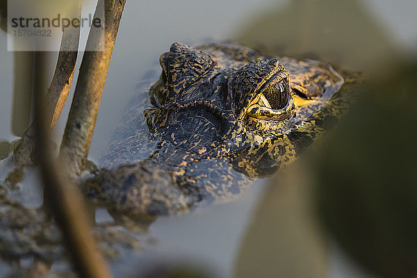 Krokodilschwimmen im Fluss Cuiaba  Pantanal  Mato Grosso  Brasilien