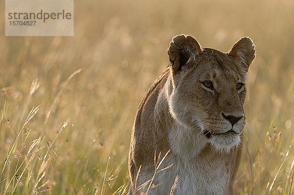 Löwin (Panthera leo)  Masai Mara National Reserve  Kenia