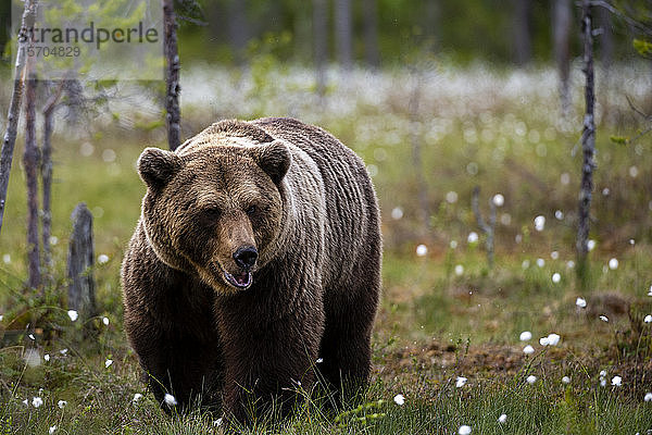 Europäischer Braunbär (Ursus arctos) auf einer Wiese mit blühendem Wollgras  Kuhmo  Finnland