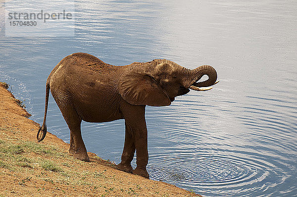 Afrikanischer Elefant (Loxodonta africana) am Wasserloch  Tsavo-Ost-Nationalpark  Kenia