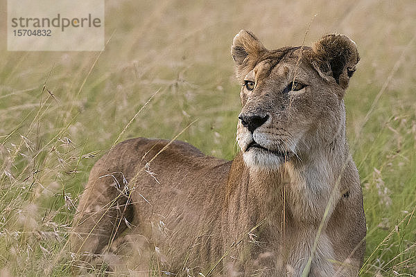 Porträt einer Löwin (Panthera Leo) in der Savanne  Masai Mara National Reserve  Kenia