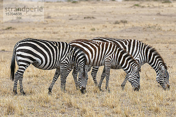 Zebra (Equus quagga)  Masai Mara-Nationalpark  Kenia