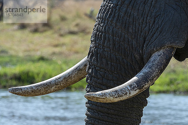 Einzelheiten zu Rüssel und Stoßzahn des Afrikanischen Elefanten (Loxodonta africana)  Khwai-Konzession  Okavango-Delta  Botswana