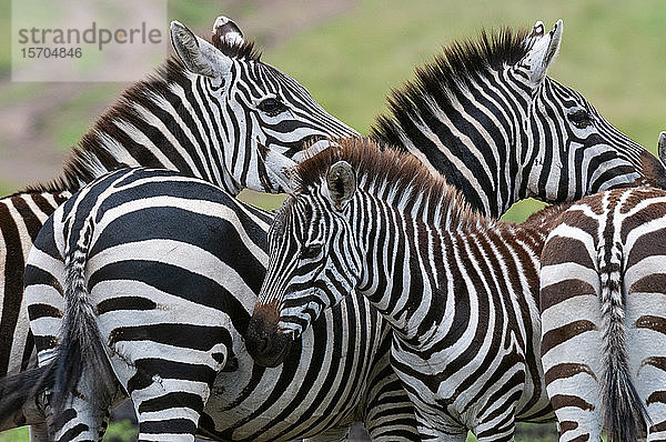 Gewöhnliche Zebras (Equus quagga)  Masai Mara National Reserve  Kenia