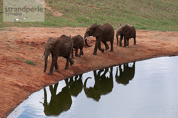 Afrikanische Elefanten (Loxodonta africana) am Wasserloch  Tsavo-Ost-Nationalpark  Kenia