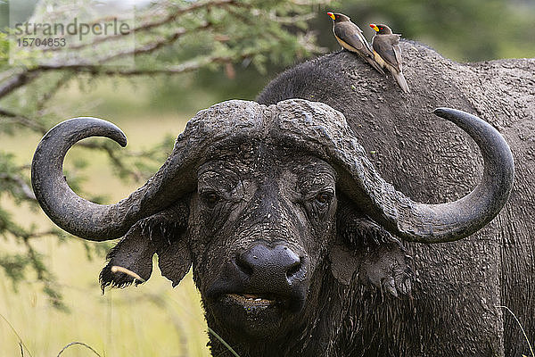 Rotschnabel-Madenhacker (Buphagus erythrorhynchus) auf Kapbüffel (Syncerus caffer)  Masai Mara National Reserve  Kenia