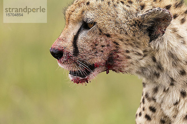 Gepard (Acynonix jubatus) mit Blut im Gesicht  Masai Mara National Reserve  Kenia