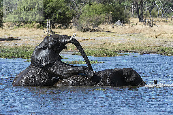 Zwei afrikanische Elefanten (Loxodonta africana) beim Sparring im Fluss Khwai  Khwai-Konzession  Okavango-Delta  Botswana