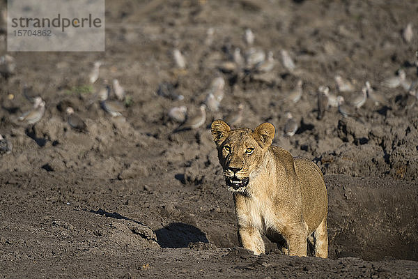 Löwin (Panthera leo)  Savuti-Sumpf  Chobe-Nationalpark  Botswana