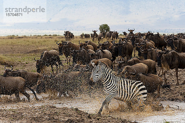 Streifengnu (Connochaetes taurinus) und Grant's Zebras (Equus quagga boehmi)  Masai Mara National Reserve  Kenia