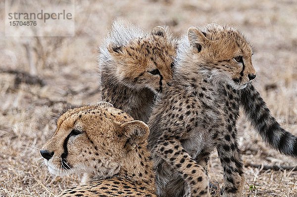 Gepard (Acinonyx jubatus) und Jungtiere  Masai Mara-Nationalpark  Kenia