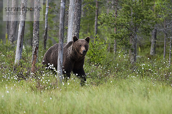 Europäischer Braunbär (Ursus arctos) beim Waldspaziergang  Kuhmo  Finnland