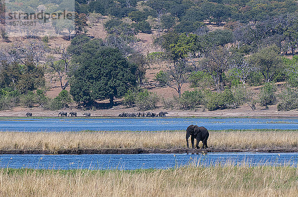 Afrikanische Elefanten (Loxodonta africana) am Wasserloch  Chobe-Nationalpark  Botswana